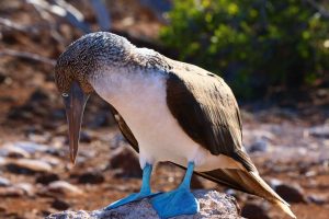 blue footed boobie Galapagos