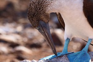 blue footed boobie Galapagos