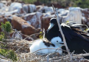 baby birds Galapagos