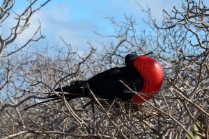 red throated frigate bird Galapagos