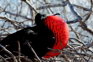 red throated frigate bird Galapagos