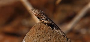 lizard Galapagos