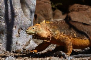 iguana Galapagos