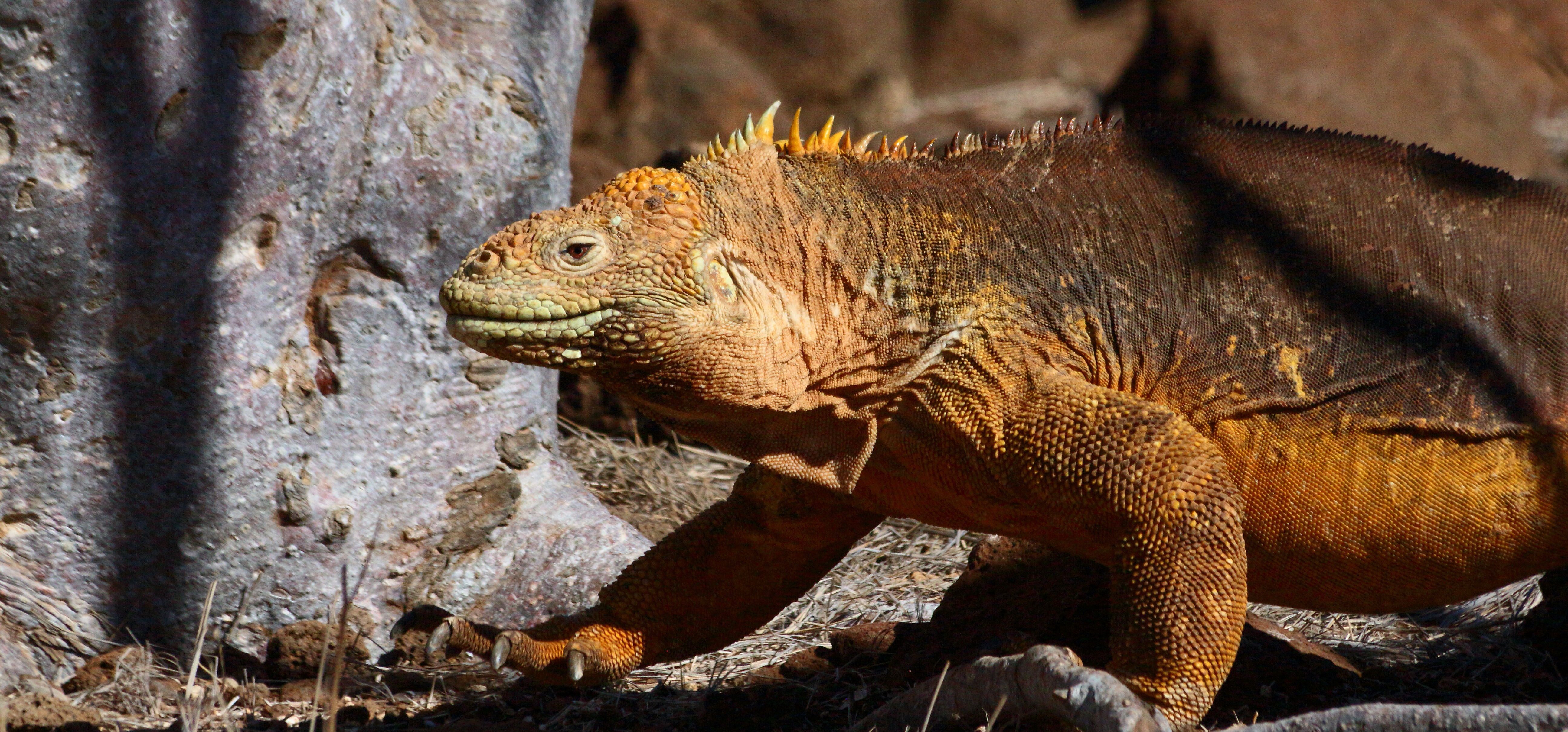 Galapagos blog - Iguana