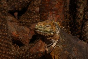 iguana Galapagos