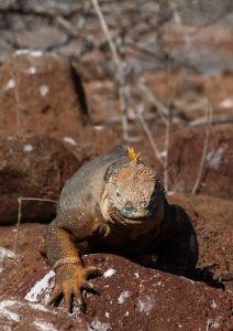 iguana Galapagos