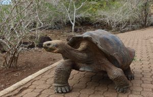 giant tortoise Galapagos