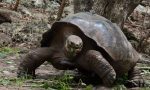 giant tortoise Galapagos