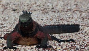 sea iguana Galapagos