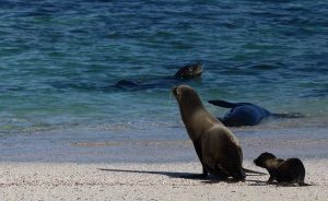 seals on beach Galapagos