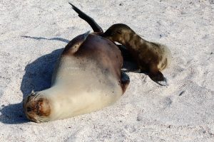 seals Galapagos