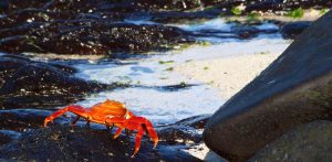 Sally Lightfoot crab Galapagos