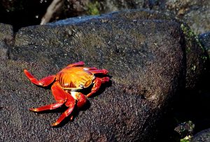 Sally Lightfoot crab - Galapagos