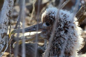 baby bird Galapagos