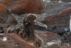 baby bird Galapagos