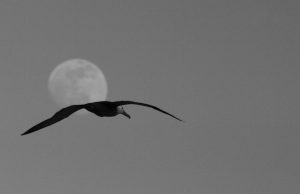 Galapagos moon bird