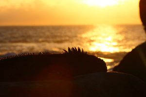 sea iguana at sunset Galapagos