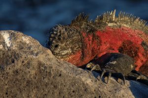 sea iguana Galapagos