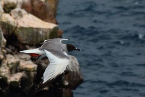 Galapagos birds