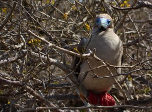 Red footed boobie Galapagos