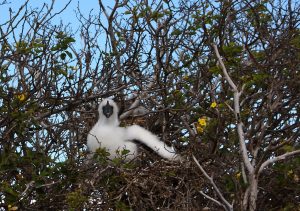 birds in nest Galapagos