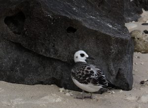 Galapagos birds