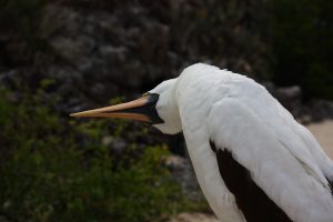 bird Galapagos