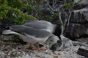 baby bird Galapagos