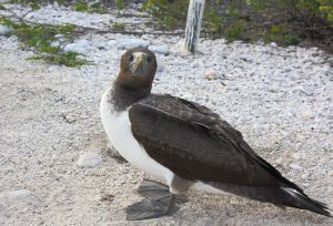 boobie Galapagos