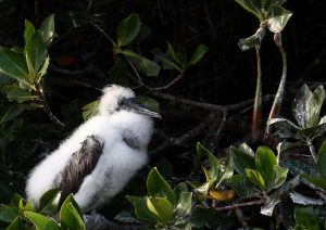 baby bird Galapagos