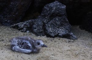 baby bird Galapagos