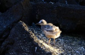 baby bird Galapagos