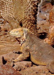 iguana Galapagos