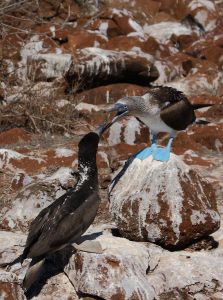 Boobie bird fight Galapagos