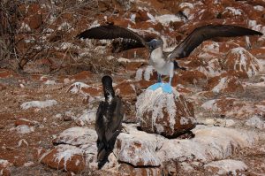 blue footed boobie Galapagos