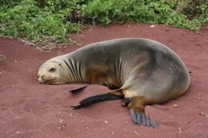 seal Galapagos