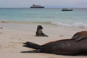 baby seal Galapagos