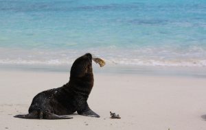 seal Galapagos