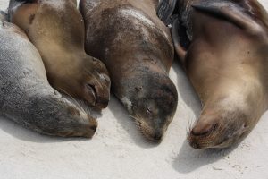 seals Galapagos