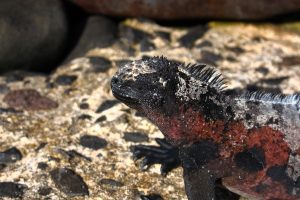 sea iguanas Galapagos