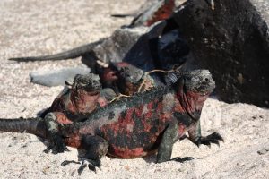 sea iguanas Galapagos