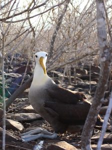 albatross Galapagos