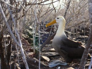 albatross Galapagos