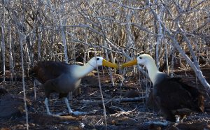 albatross couple beak-dance Galapagos