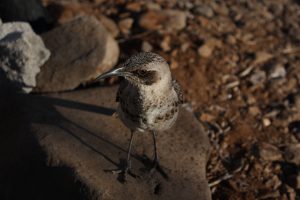 Galapagos birds