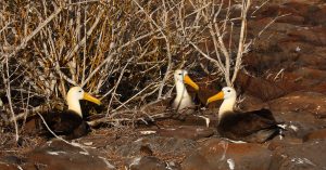 albatross Galapagos