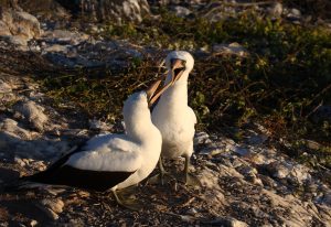 Galapagos birds