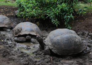 Giant tortoises Galapagos