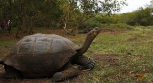 Giant tortoise Galapagos