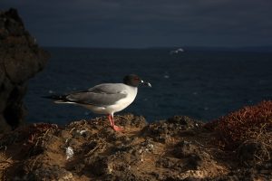 Galapagos birds